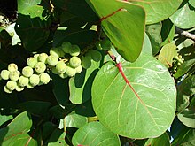 coccoloba-uvifera-agaci