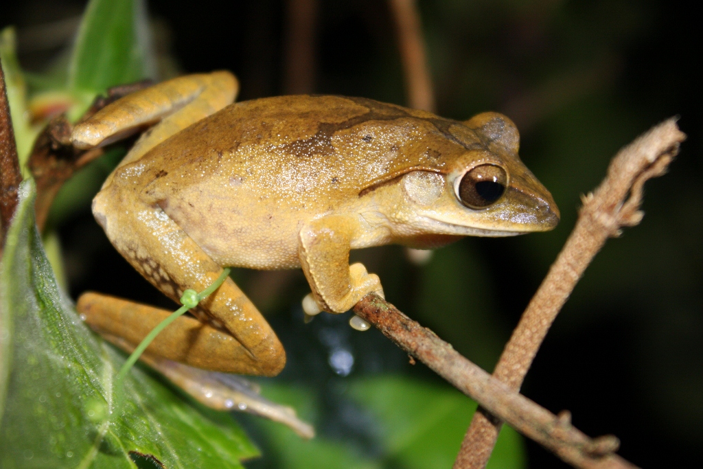 polypedates-megacephalus-qurbagasi