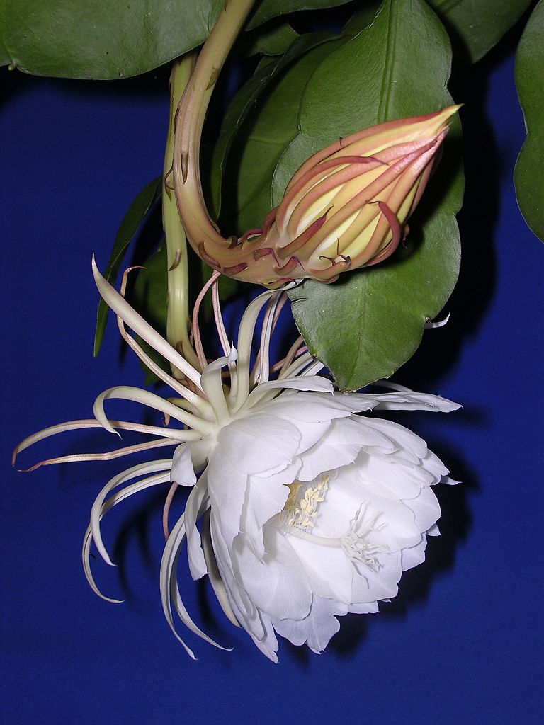 gece-kralicasi-epiphyllum-oxypetalum
