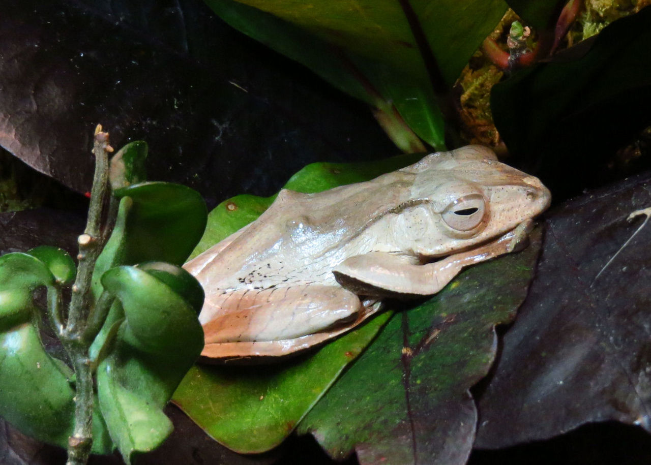polypedates-otilophus-qurbagasi