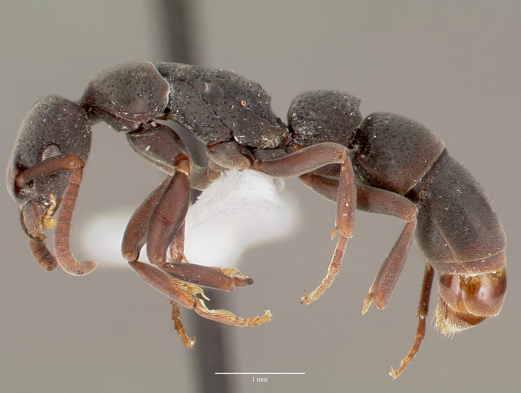 platythyrea-qarisqasi