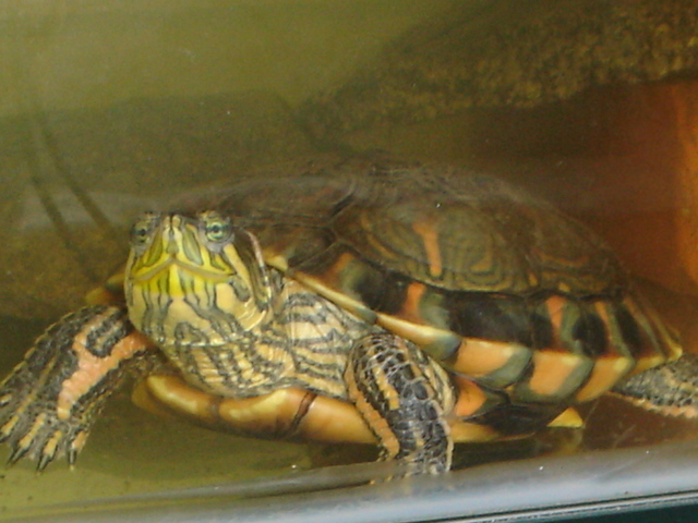 qarinli-tisbaga-trachemys-dorbigni