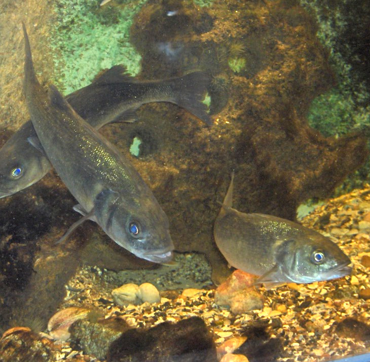 moronidae-baligi