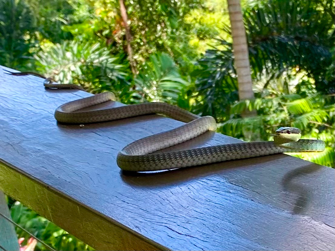 dendrelaphis-calligaster-ilani