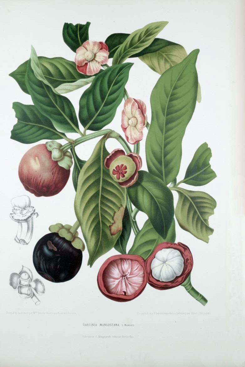 manqostin