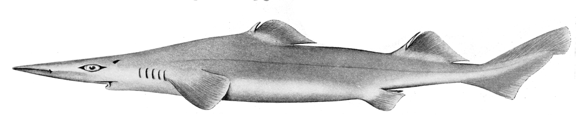centrophoridae