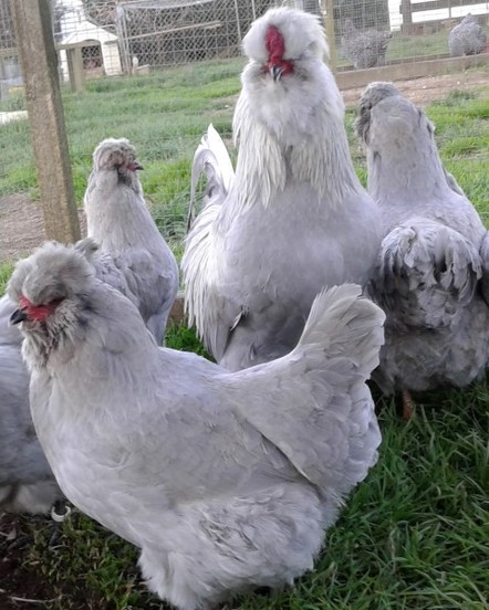 araucana-toyuq-novu