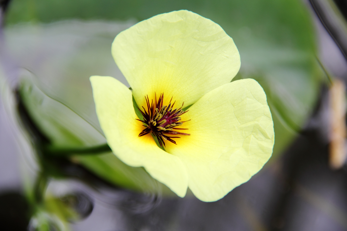 hydrocleys-nymphoides