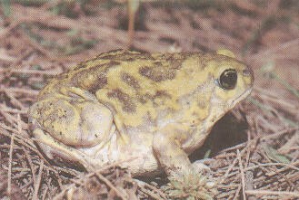 uperodon-systoma-qurbagasi