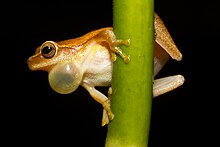 dendropsophus-microcephalus-qurbagasi