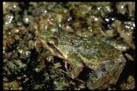 phrynobatrachus-versicolor-qurbagasi