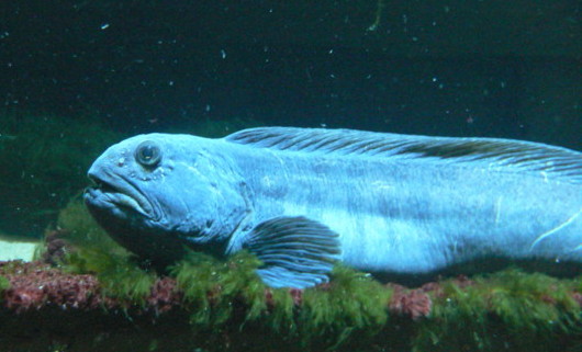 anarhichadidae
