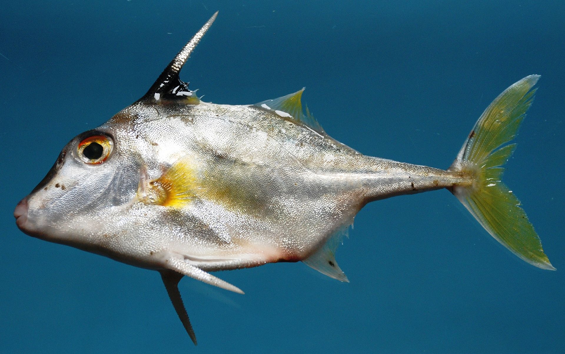 triacanthidae-ailesi