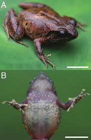 arthroleptis-adolfifriederici-qurbagasi