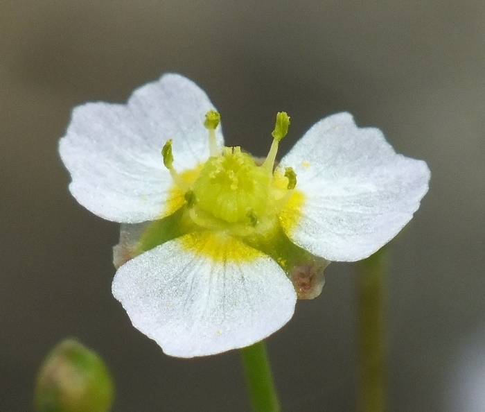 alisma-gramineum