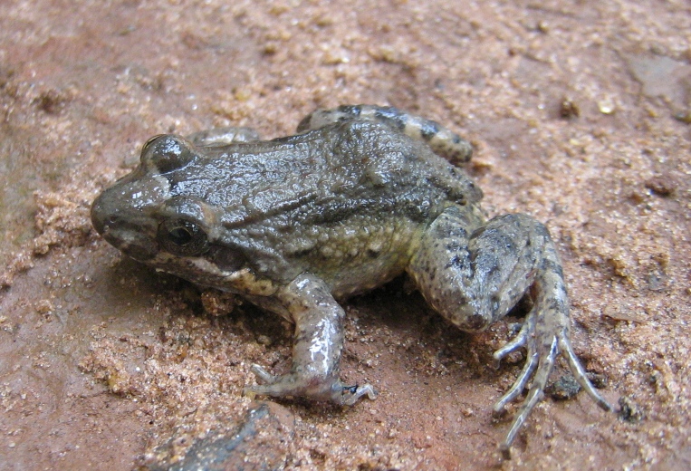 leptodactylus-podicipinus-qurbagasi