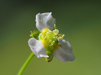 alisma-canaliculatum