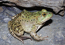 chiricahua-leopard-qurbagasi