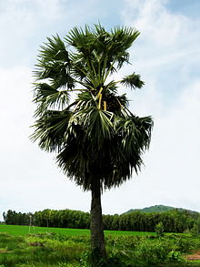 borassus-flabellifer-palmasi