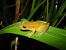 scinax-fuscomarginatus-qurbagasi