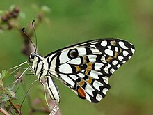papilio-demoleus-kepeneyi