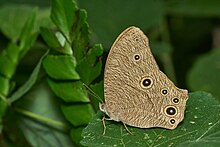 melanitis-leda-kepeneyi