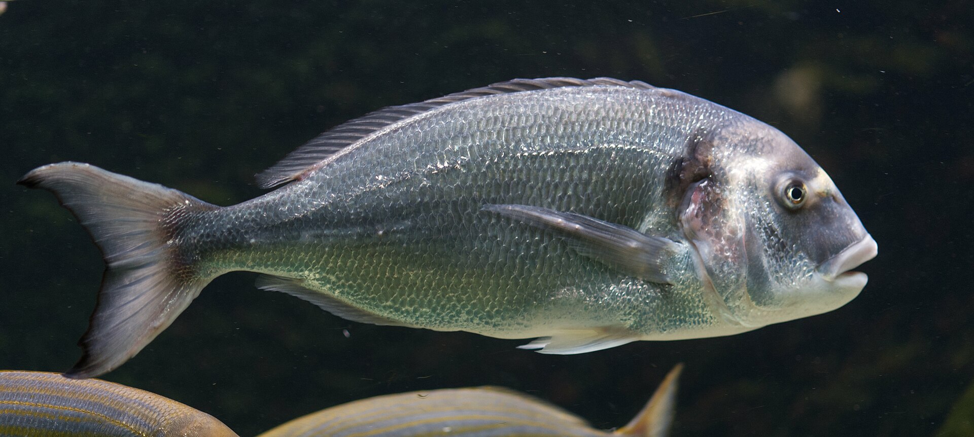 sparidae-baligi