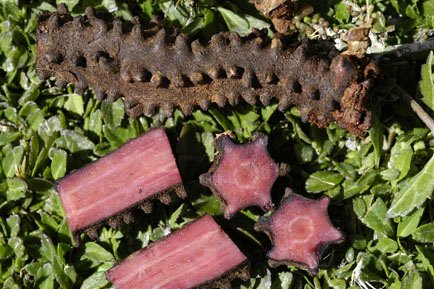 hydnora-triceps