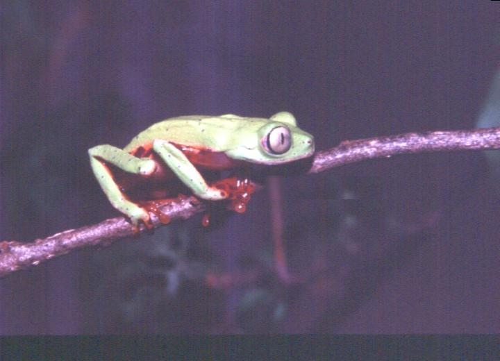 phasmahyla-cochranae-qurbagasi