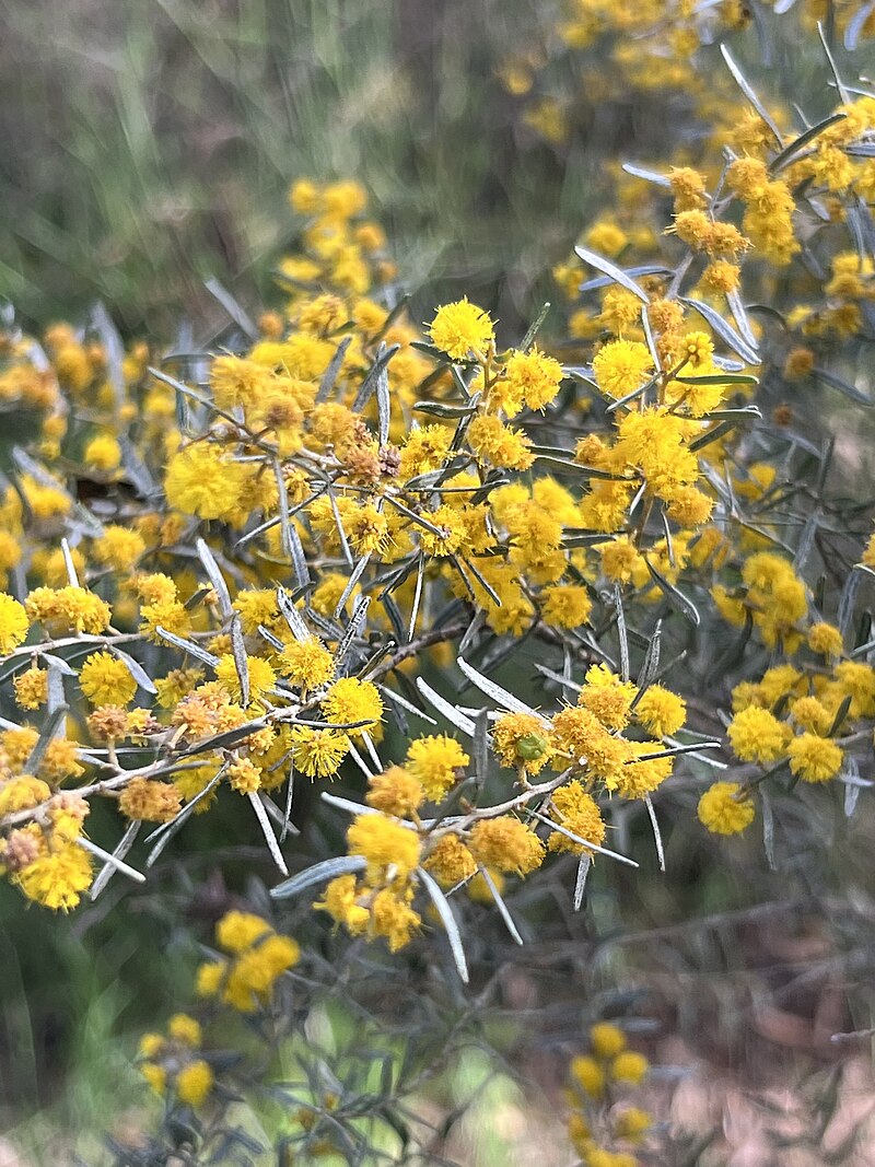 acacia-wilhelmiana