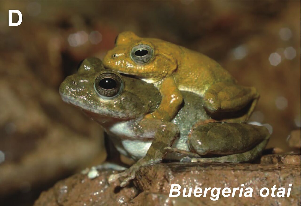 buergeria-otai-qurbagasi