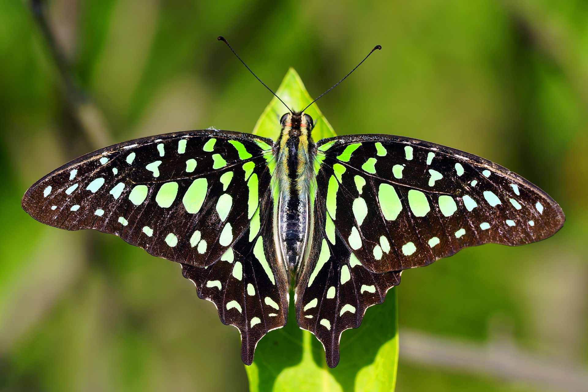 graphium-agamemnon-kepeneyi