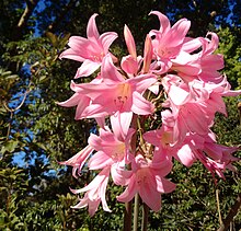 amaryllis-belladonna
