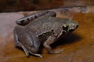 microhyla-borneensis-qurbagasi
