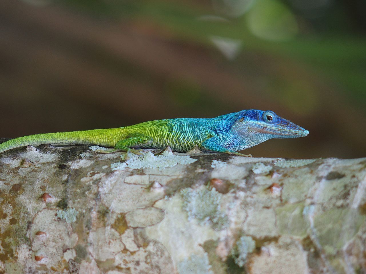 allison-anolu-anolis-allisoni