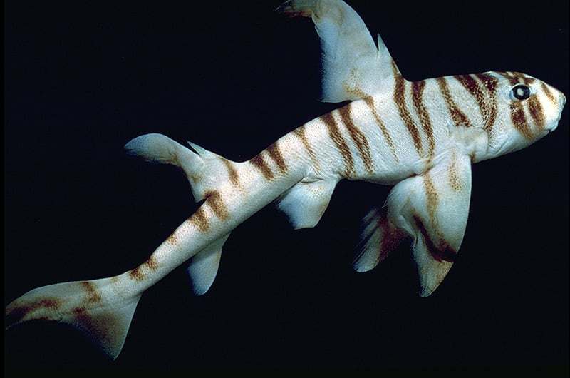 zebra-okuzbas-kopekbaligi