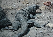 ctenosaura-hemilopha-kertenekele-novu