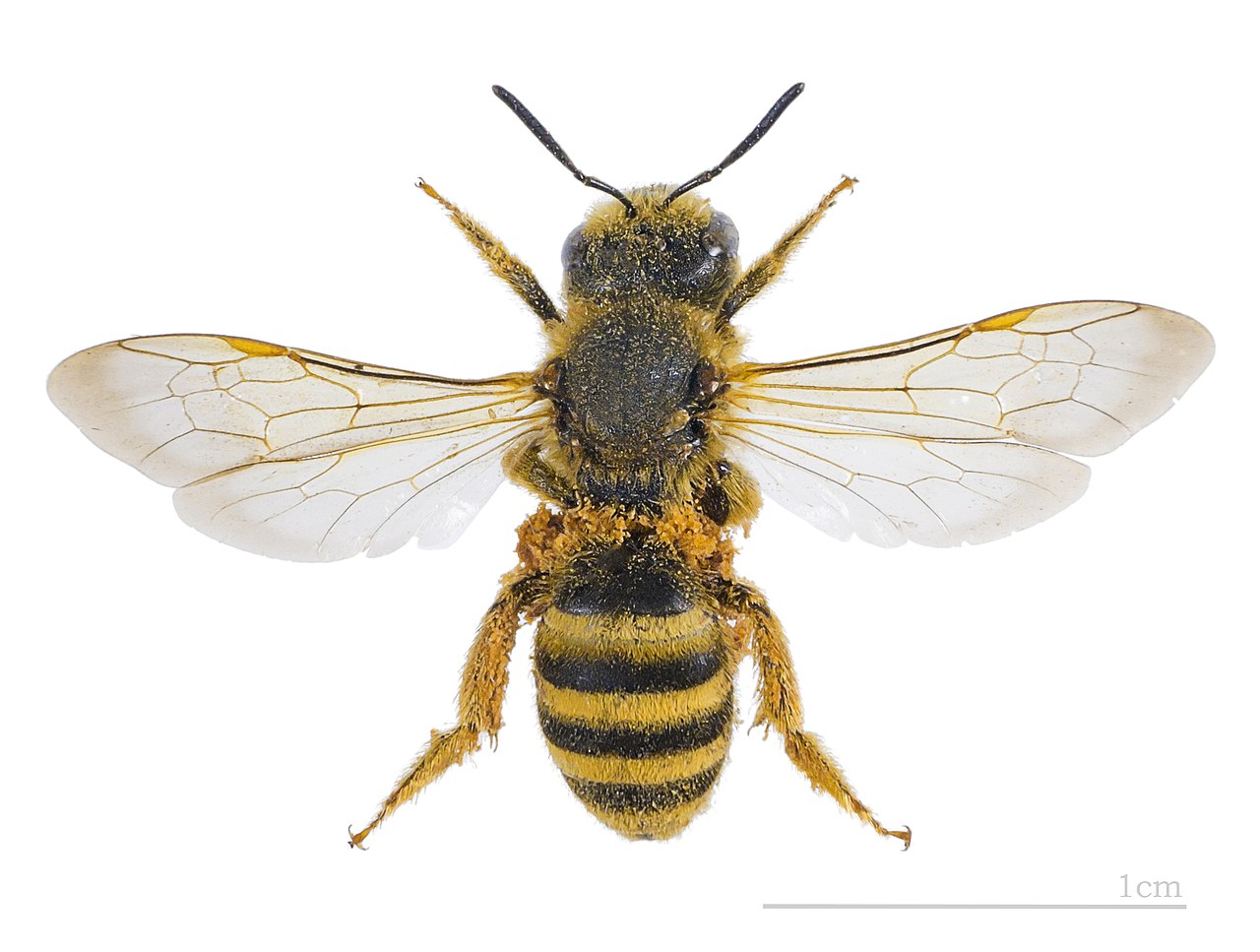halictidae-ari-fesilesi