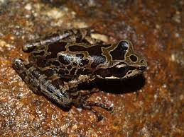 spinomantis-elegans-qurbagasi