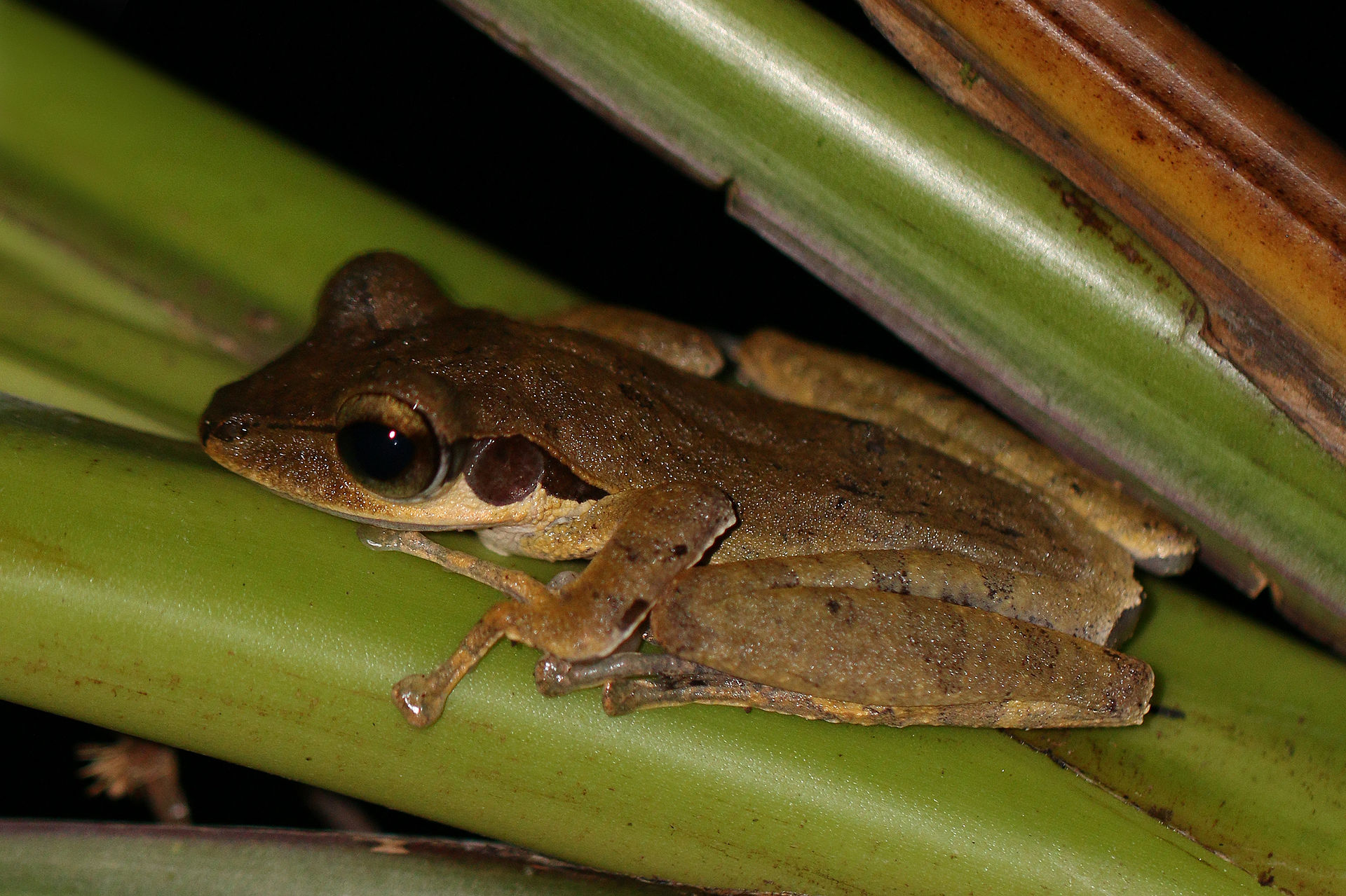 polypedates-macrotis-qurbagasi