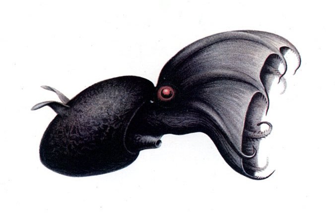 vampir-kalamari