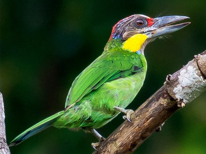 qizilsaqqalli-barbet