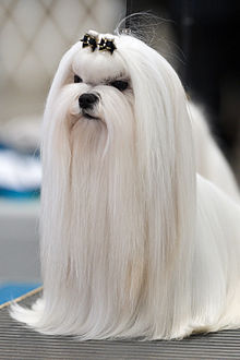 maltese-dog-it-cinsi