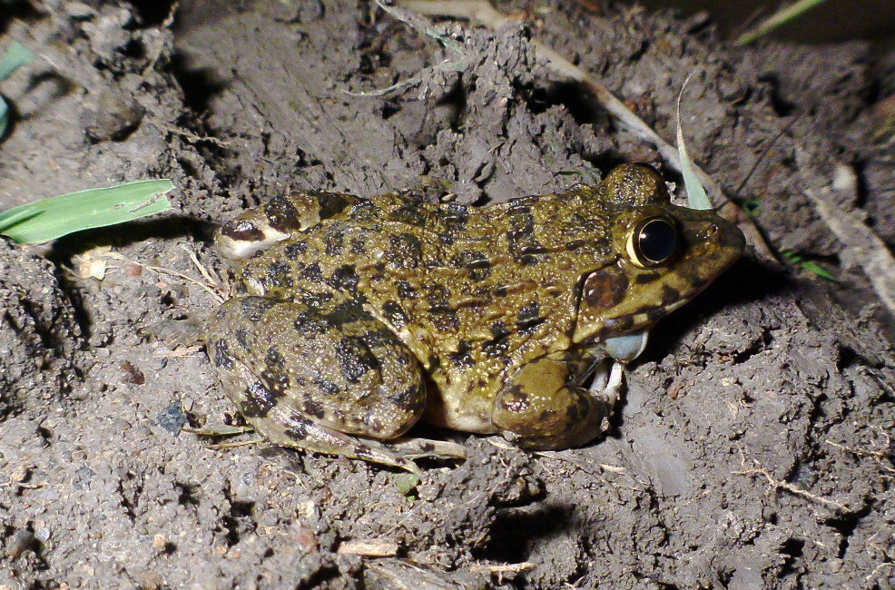 hoplobatrachus-crassus-qurbagasi