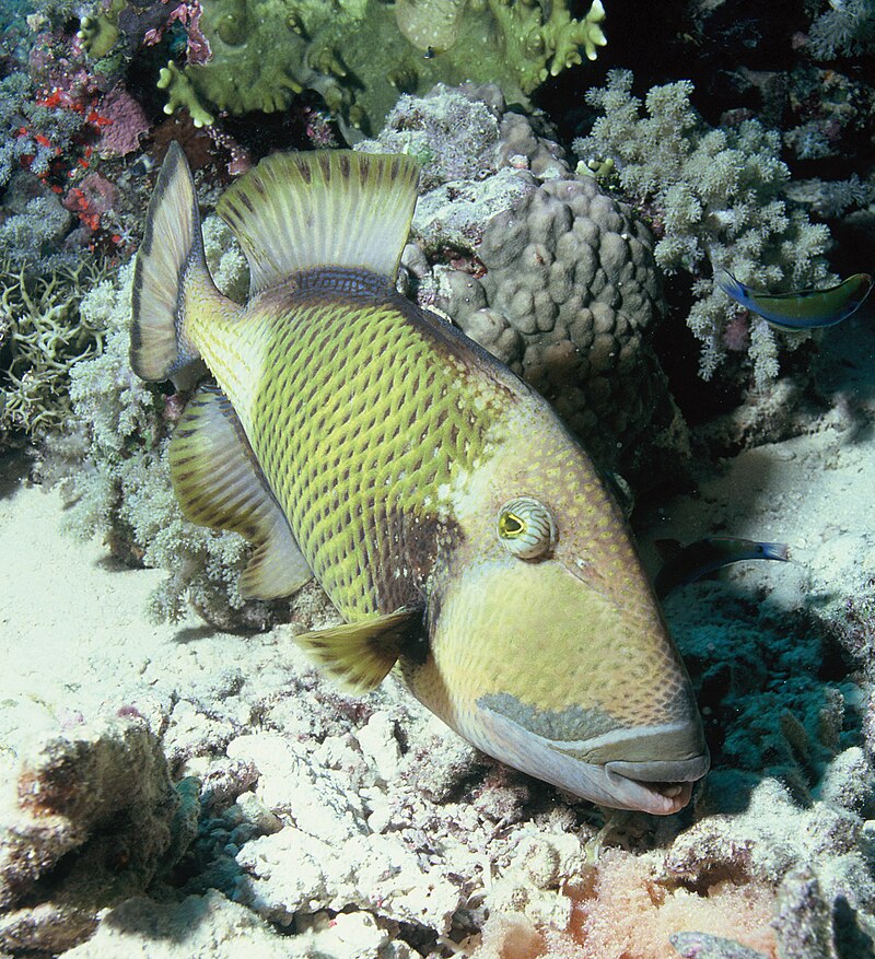 titan-triggerfish-baligi