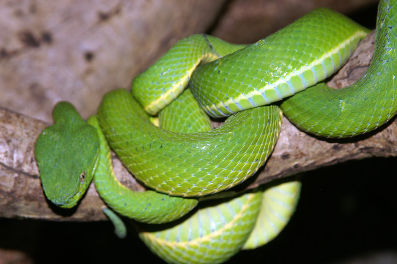 bothriechis-lateralis-ilani