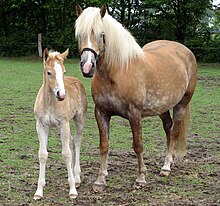 haflinger-at-cinsi