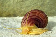 pomacea-bridgesii-tikanli-alma-ilbizi