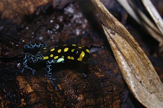 ranitomeya-vanzolinii-qurbagasi