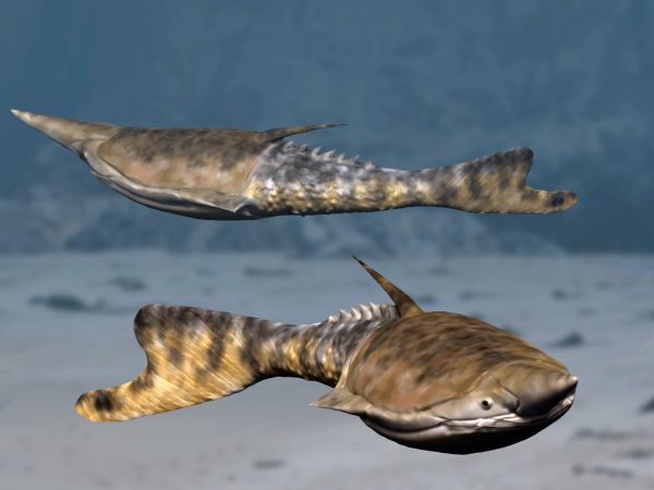 pteraspidomorfi